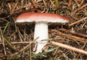 Russula vesca